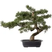 Pflanzen-Kölle Künstlicher Zeder Bonsai, Höhe ca. 40 cm
