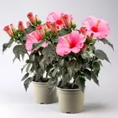 Pflanzen-Kölle Hibiskus HibisQs 'Juno Pink' dunkelpink, Topf-Ø 13 cm, 2 Pflanzen