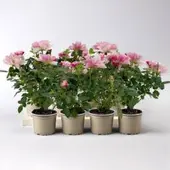 Pflanzen-Kölle Rose 'Pia', rosa-weiß, Mini, Topf-Ø 7 cm, 8 Pflanzen