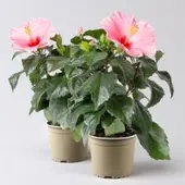 Pflanzen-Kölle Hibiskus, rosa, Topf-Ø 13 cm, Höhe ca. 35 cm, 2 Pflanzen