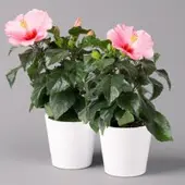 Pflanzen-Kölle Hibiskus, rosa in Keramiktopf Dallas weiß, Topf-Ø 13 cm, 2 Pflanzen