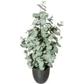 Pflanzen-Kölle Künstlicher Eukalyptus, grüngrau, Höhe ca. 60 cm
