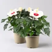 Pflanzen-Kölle Hibiskus, weiß, Topf-Ø 13 cm, Höhe ca. 35 cm, 2 Pflanzen