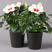 Pflanzen-Kölle Hibiskus, weiß mit Keramiktopf Dallas anthrazit,Topf-Ø 13 cm,2 Pflanzen