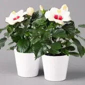 Pflanzen-Kölle Hibiskus, weiß, mit Keramiktopf Dallas weiß, Topf-Ø 13 cm, 2 Pflanzen