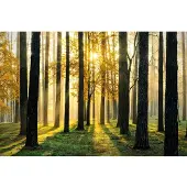 Papermoon Vlies- Fototapete Digitaldruck 350 x 260 cm Digitaldruck Sunny Forest GLO769559107