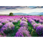 Papermoon Fototapete "Lavende Garden", bunt, B:2m L:1,49m, Vlies, Tapeten, Fototapete