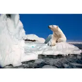 Papermoon Fototapete "Polar Bear", bunt, B:3m L:2,23m, Vlies, Tapeten, Fototapete
