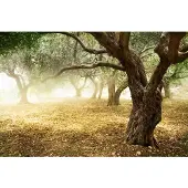 Papermoon Fototapete "Old Olive Trees", bunt, B:3,5m L:2,6m, Vlies, Tapeten, Fototapete