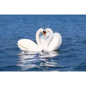 Papermoon Fototapete "Swan Love Couple", bunt, B:3,5m L:2,6m, Vlies, Tapeten, Fototapete