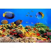 Papermoon Fototapete "Coral Colony Red Sea", bunt, B:2m L:1,49m, Vlies, Tapeten, Fototapete