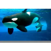 Papermoon Fototapete "Whales", bunt, B:2m L:1,49m, Vlies, Tapeten, Fototapete