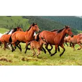 Papermoon Fototapete "Wild Horses", bunt, B:2,5m L:1,86m, Vlies, Tapeten, Fototapete