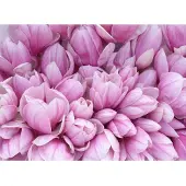 Papermoon Fototapete "Pink Magnolia", bunt, B:2,5m L:1,86m, Vlies, Tapeten, Fototapete