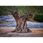 Papermoon Fototapete "Old Olive Tree Trunks", bunt, B:2m L:1,49m, Vlies, Tapeten, Fototapete