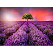 Papermoon Fototapete "Lavendel Field in Sunburst", bunt, B:4m L:2,6m, Vlies, Tapeten, Fototapete