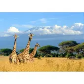 Papermoon Fototapete "Giraffes at Kilimanjaro", bunt, B:2,5m L:1,86m, Vlies, Tapeten, Fototapete