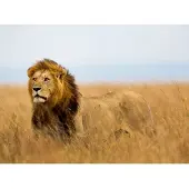 Papermoon Fototapete "Lion in Masai Mara Kenya", bunt, B:4m L:2,6m, Vlies, Tapeten, Fototapete
