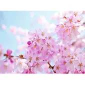 Papermoon Fototapete "Cherry Blossom", bunt, B:2,5m L:1,86m, Vlies, Tapeten, Fototapete