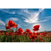 Papermoon Fototapete "Poppy Flowers Field", bunt, B:3,5m L:2,6m, Vlies, Tapeten, Fototapete