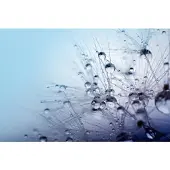 Papermoon Fototapete "Seeds with Water Drops", bunt, B:3m L:2,23m, Vlies, Tapeten, Fototapete