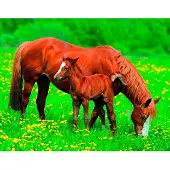 Papermoon Fototapete "Horses", bunt, B:4m L:2,6m, Vlies, Tapeten, Fototapete