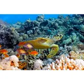 Papermoon Fototapete "Sea Turtle", bunt, B:4m L:2,6m, Vlies, Tapeten, Fototapete