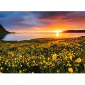 Papermoon Fototapete "Flower Field Kirkjufell Iceland", bunt, B:2,5m L:1,86m, Vlies, Tapeten, Fototapete