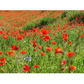 Papermoon Fototapete "Red Poppa Field", bunt, B:2,5m L:1,86m, Vlies, Tapeten, Fototapete