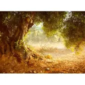 Papermoon Fototapete "Old Olive Tree", bunt, B:4m L:2,6m, Vlies, Tapeten, Fototapete