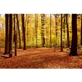 Papermoon Fototapete "Autumn Forest", bunt, B:2,5m L:1,86m, Vlies, Tapeten, Fototapete
