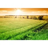 Papermoon Fototapete "Field of Fresh Grain", bunt, B:5m L:2,8m, Vlies, Tapeten, Fototapete