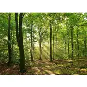 Papermoon Fototapete "Forrest morning", bunt, B:3m L:2,23m, Vlies, Tapeten, Fototapete