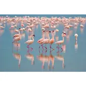 Papermoon Fototapete "Flamingos", bunt, B:5m L:2,8m, Vlies, Tapeten, Fototapete