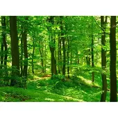 Papermoon Fototapete "Forest in Spring", bunt, B:2m L:1,49m, Vlies, Tapeten, Fototapete