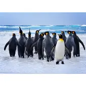 Papermoon Fototapete "King Penguins", bunt, B:5m L:2,8m, Vlies, Tapeten, Fototapete