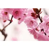 Papermoon Fototapete "Peach Blossom", bunt, B:3m L:2,23m, Vlies, Tapeten, Fototapete