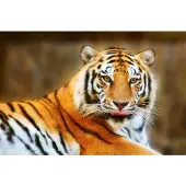 Papermoon Fototapete "Resting Tiger", bunt, B:4m L:2,6m, Vlies, Tapeten, Fototapete