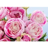Papermoon Fototapete "Pink Peony Flowers", bunt, B:3,5m L:2,6m, Vlies, Tapeten, Fototapete