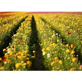 Papermoon Fototapete "Flower Field in San Diego", bunt, B:5m L:2,8m, Vlies, Tapeten, Fototapete