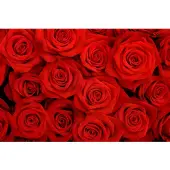 Papermoon Fototapete "Red Roses", bunt, B:2m L:1,49m, Vlies, Tapeten, Fototapete