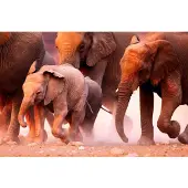 Papermoon Fototapete "Elephant Herd", bunt, B:5m L:2,8m, Vlies, Tapeten, Fototapete