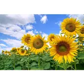 Papermoon Fototapete "Sunflower Field", bunt, B:2m L:1,49m, Vlies, Tapeten, Fototapete