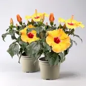 Pflanzen-Kölle Hibiskus HibisQs 'Adonicus Apricot' apricot-rot, Topf-Ø 13 cm, 2 Pflanzen