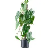 Pflanzen-Kölle Künstlicher Anthurium andreanum, Höhe ca. 66 cm