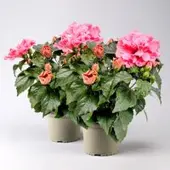 Pflanzen-Kölle Hibiskus 'Adonicus Double Pink' pink, gefüllt, Topf-Ø 13 cm, 2 Pflanzen