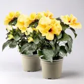 Pflanzen-Kölle Hibiskus HibisQs 'Adonicus Double Yellow' gelb, Topf-Ø 13 cm, 2 Pflanzen