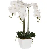 Beliani Oncidium Orchid