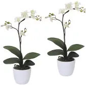 Creativ Green Kunstpflanze "Orchidee Phalaenopsis", weiß, H:55cm, Kunststoff, Polyester, Kunstpflanzen, Kunstpflanze, im Keramiktopf