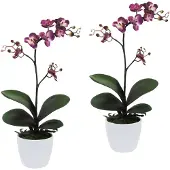 Creativ Green Kunstpflanze "Orchidee Phalaenopsis", lila, H:55cm, Kunststoff, Polyester, Kunstpflanzen, Kunstpflanze, im Keramiktopf